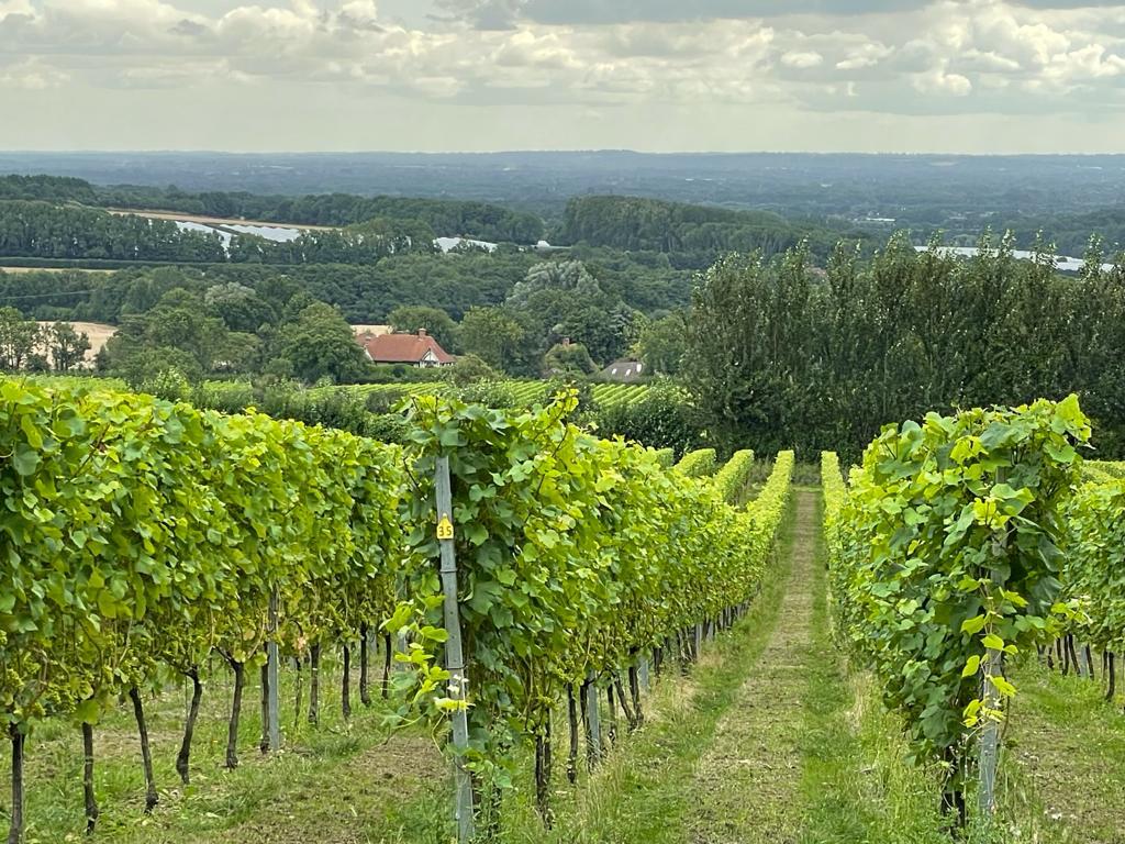 Rolling vineyard landscape
