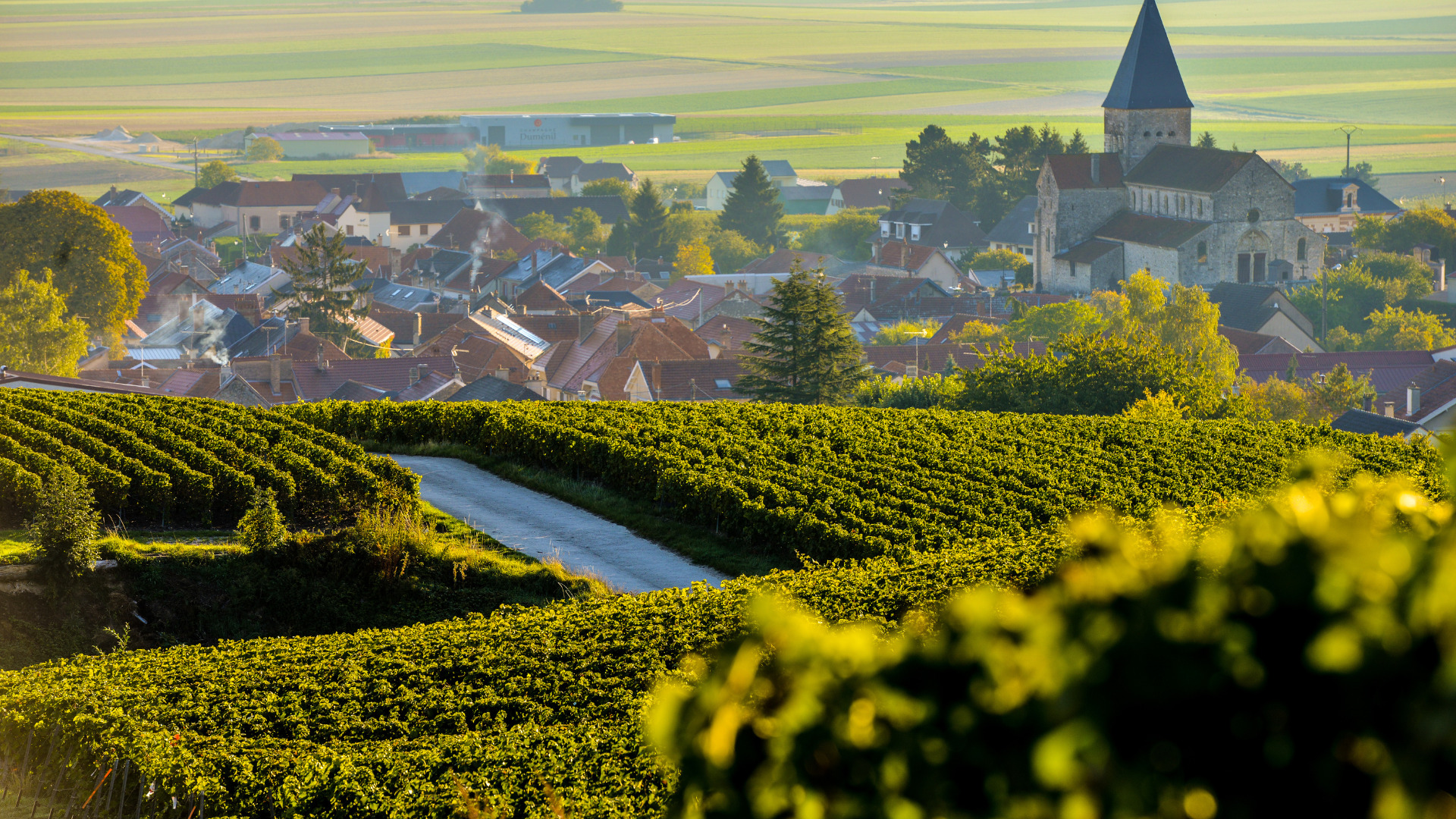 French vineyard and chateau