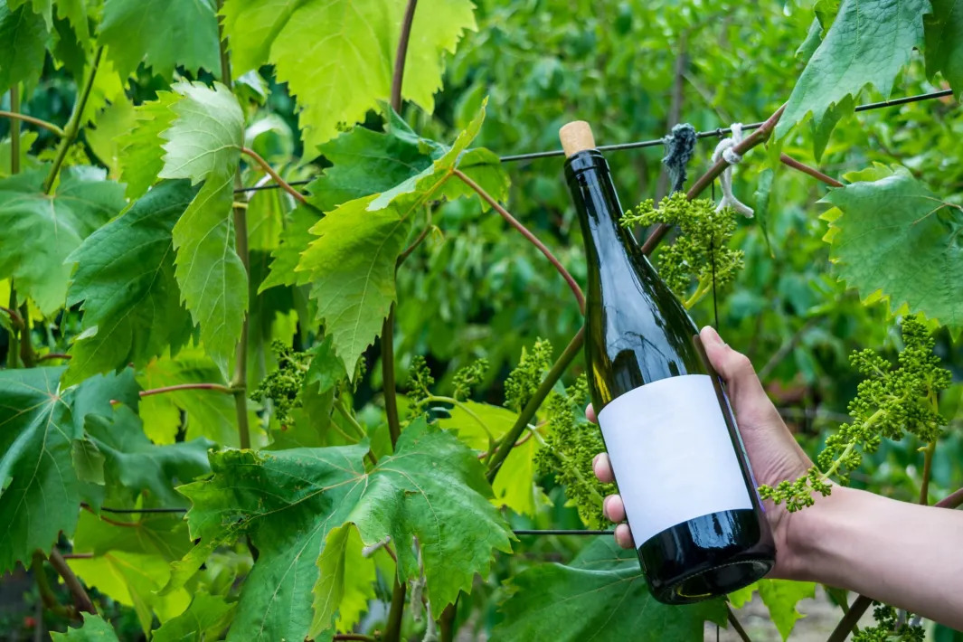 Organic & Biodynamic Wines